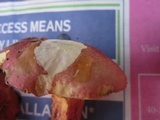 Boletus pallidoroseus image