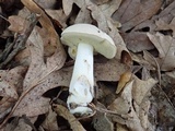 Boletus pallidus image