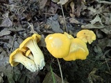 Cantharellus flavus image