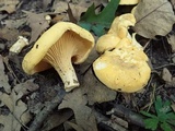 Cantharellus flavus image