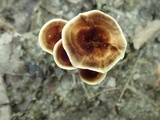 Coltricia cinnamomea image