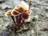 Coltricia cinnamomea image