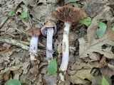Cortinarius collinitus image