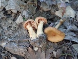 Cortinarius distans image