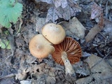 Cortinarius distans image