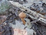 Cortinarius distans image