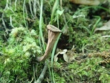 Craterellus fallax image