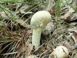 Hypomyces hyalinus image