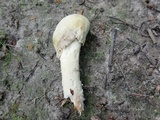 Hypomyces hyalinus image