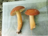Lactarius volemus image