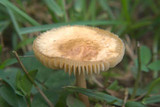 Marasmius oreades image