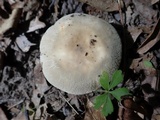 Russula crustosa image