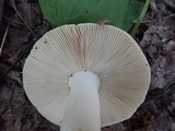 Russula crustosa image