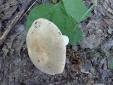 Russula crustosa image