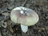 Russula cyanoxantha image