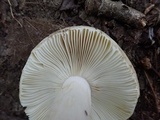 Russula cyanoxantha image