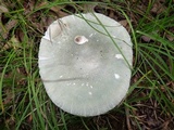 Russula parvovirescens image