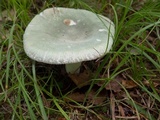Russula parvovirescens image