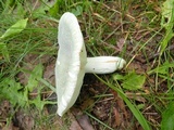 Russula parvovirescens image