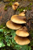 Tectella patellaris image
