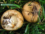 Lactarius psammicola image