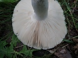 Russula parvovirescens image