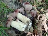 Tylopilus rubrobrunneus image