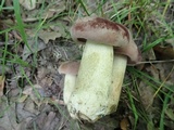Tylopilus rubrobrunneus image