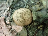 Boletus chrysenteron image
