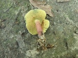 Boletus chrysenteron image