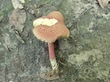 Boletus chrysenteron image