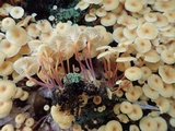 Xeromphalina kauffmanii image