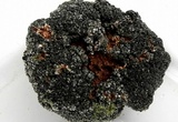 Aspicilia desertorum image