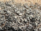 Aspicilia desertorum image