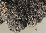 Aspicilia desertorum image