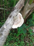 Trametes hirsuta image