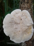 Trametes hirsuta image