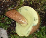 Boletus badius image