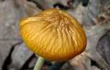 Oudemansiella incognita image