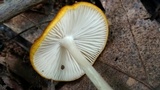 Oudemansiella incognita image