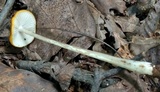 Oudemansiella incognita image