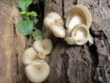 Lentinus polychrous image