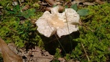 Russula crustosa image