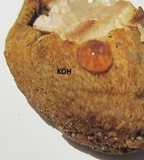 Xanthoconium affine image