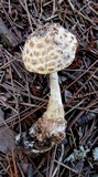 Amanita subcokeri image