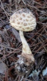Amanita subcokeri image