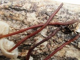 Gymnopus semihirtipes image