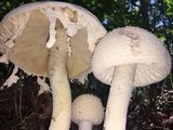 Amanita rhopalopus image