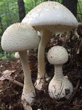 Amanita rhopalopus image