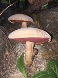 Caloboletus firmus image
